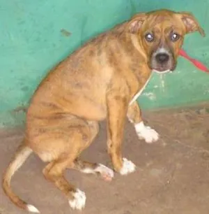 Cachorro raça Boxer/labrador idade 7 a 11 meses nome Diana GRATIFICA