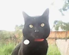 Gato ra a não tem idade 1 ano nome Salem