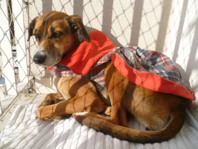 Cachorro ra a SRD idade 4 anos nome Tina