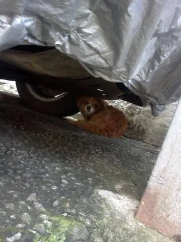 Cachorro ra a SRD idade 4 anos nome BIGODE
