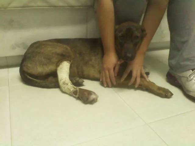 Cachorro ra a idade 1 ano nome Gabi