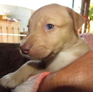 Cachorro raça SRD idade Abaixo de 2 meses nome Filhotinhos