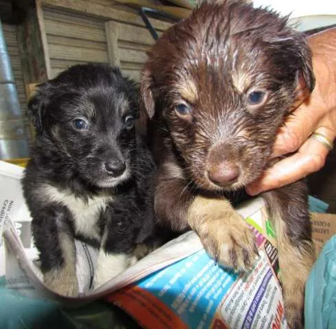 Cachorro ra a SRD idade Abaixo de 2 meses nome Filhotinhos