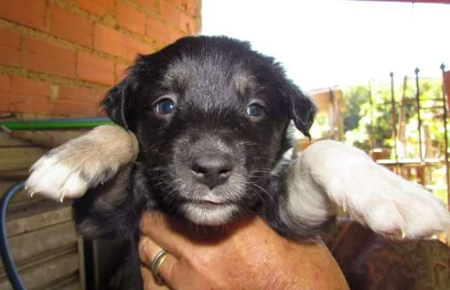 Cachorro ra a SRD idade Abaixo de 2 meses nome Filhotinhos