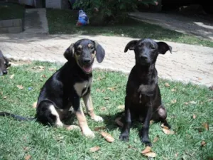 Cachorro raça SRD idade 7 a 11 meses nome Cascão e Cebolinha