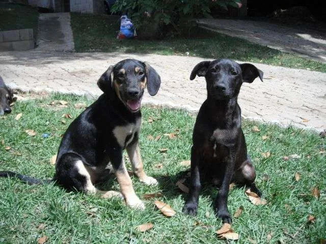 Cachorro ra a SRD idade 7 a 11 meses nome Cascão e Cebolinha