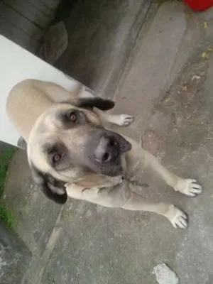 Cachorro raça fila brasileiro idade 6 ou mais anos nome apolo