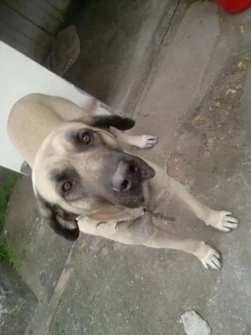 Cachorro ra a fila brasileiro idade 6 ou mais anos nome apolo