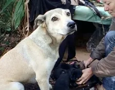 Cachorro ra a SRD idade nome Não tem