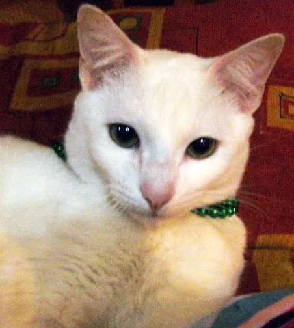 Gato raça SRD idade 7 a 11 meses nome Giggs
