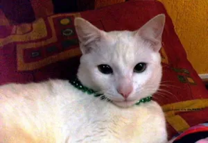 Gato raça SRD idade 7 a 11 meses nome Giggs