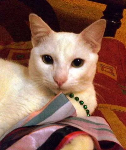 Gato raça SRD idade 7 a 11 meses nome Giggs