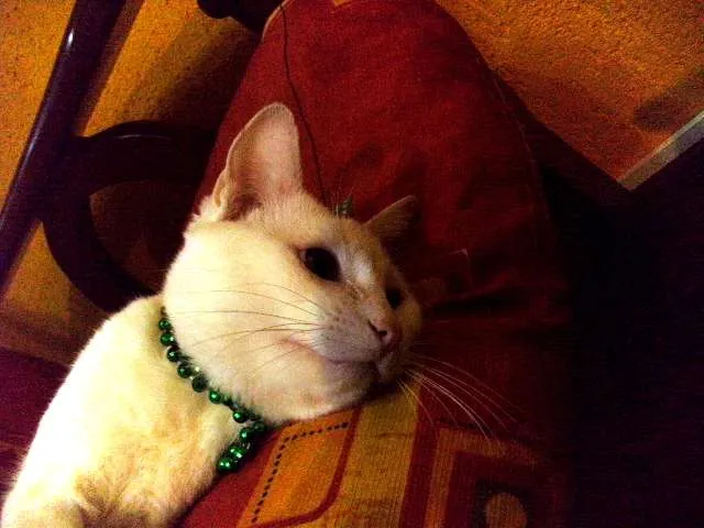 Gato raça SRD idade 7 a 11 meses nome Giggs