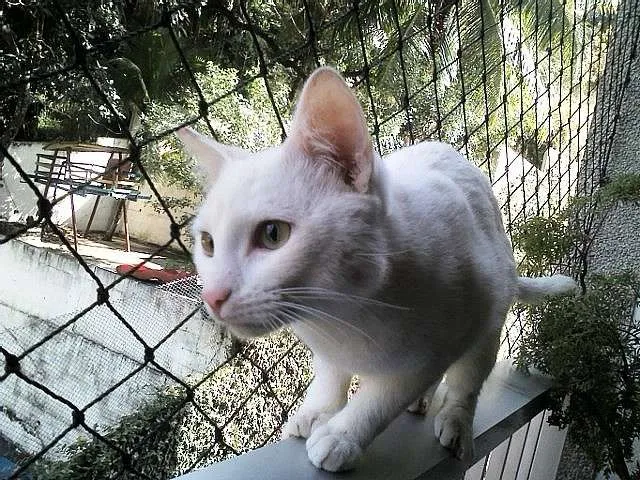 Gato raça SRD idade 7 a 11 meses nome Giggs
