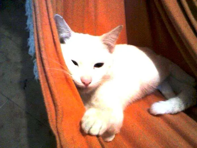 Gato raça SRD idade 7 a 11 meses nome Giggs