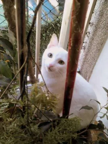 Gato raça SRD idade 7 a 11 meses nome Giggs