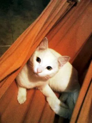 Gato raça SRD idade 7 a 11 meses nome Giggs