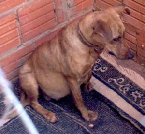 Cachorro raça SRD idade  nome Meiga Prenhe