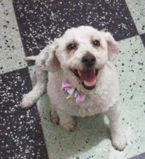 Cachorro raça Poodle idade 2 anos nome Anita