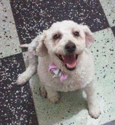 Cachorro ra a Poodle idade 2 anos nome Anita