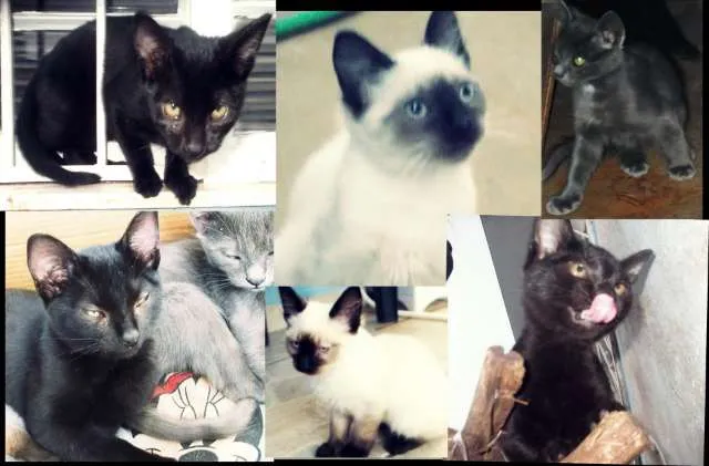 Gato ra a SRD idade 2 a 6 meses nome bebe