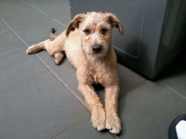 Cachorro ra a SRD idade 1 ano nome Luci e Laurinha