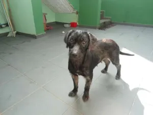 Cachorro raça SRD idade 1 ano nome Luci e Laurinha