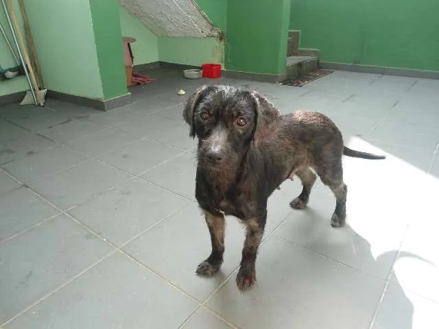 Cachorro ra a SRD idade 1 ano nome Luci e Laurinha