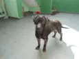 Luci e Laurinha