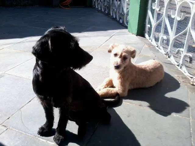 Cachorro ra a SRD idade 1 ano nome Luci e Laurinha