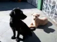 Luci e Laurinha