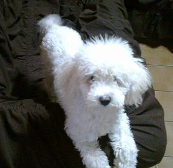 Cachorro ra a Poodle idade nome Linda