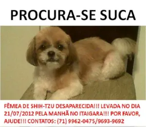 Cachorro raça Shitzu idade 3 anos nome SUCA GRATIFICA