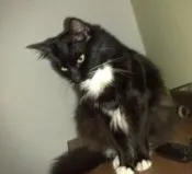 Gato raça SRD idade  nome Sem nome