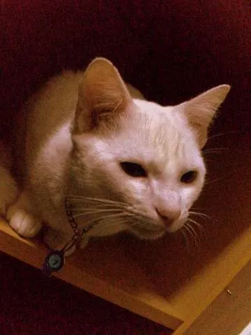 Gato raça SRD idade 7 a 11 meses nome Giggs