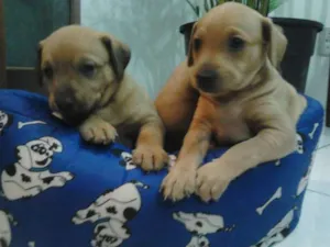 Cachorro raça  idade Abaixo de 2 meses nome São 6 filhotes