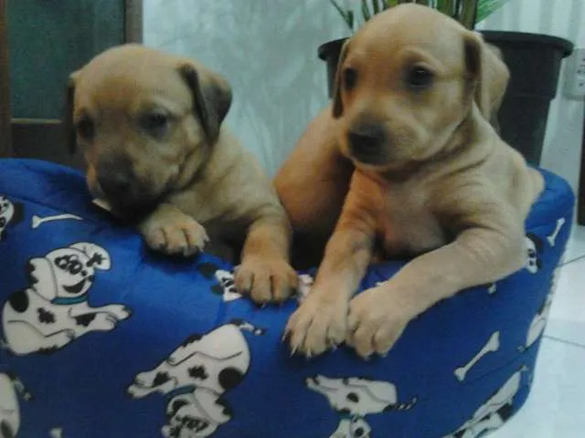 Cachorro raça  idade Abaixo de 2 meses nome São 6 filhotes