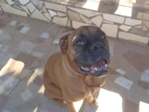 Cachorro raça Boxer idade 6 ou mais anos nome Luna GRATIFICA