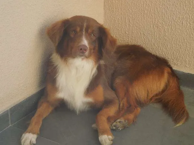 Cachorro ra a Border Collie idade 3 anos nome ENCONTRADO