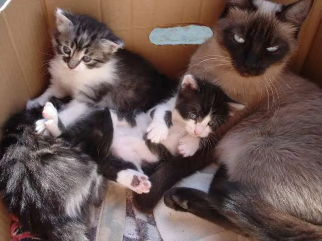 Gato ra a Sem raça definida idade Abaixo de 2 meses nome Bolinhas