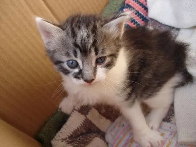 Gato ra a Sem raça definida idade Abaixo de 2 meses nome Bolinhas