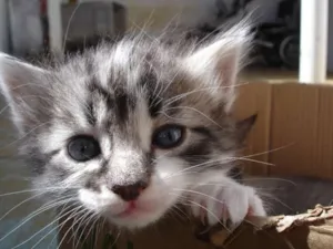 Gato raça Sem raça definida idade Abaixo de 2 meses nome Bolinhas