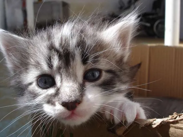 Gato ra a Sem raça definida idade Abaixo de 2 meses nome Bolinhas