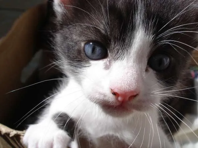 Gato ra a Sem raça definida idade Abaixo de 2 meses nome Bolinhas