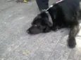 Negão