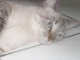 Amora