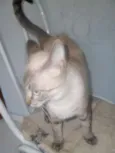 Amora