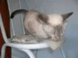 Amora