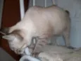 Amora