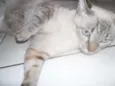 Amora